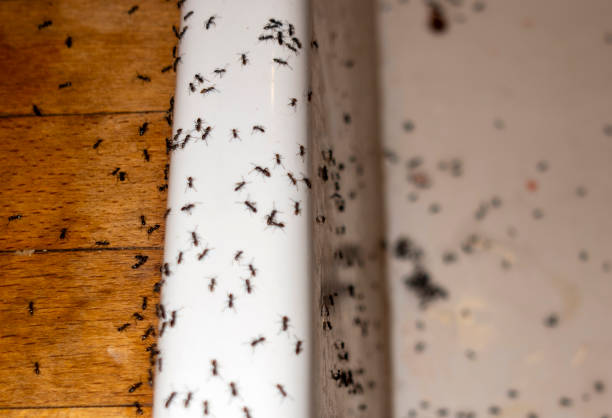 Trusted Ansted, WV Pest Control Experts